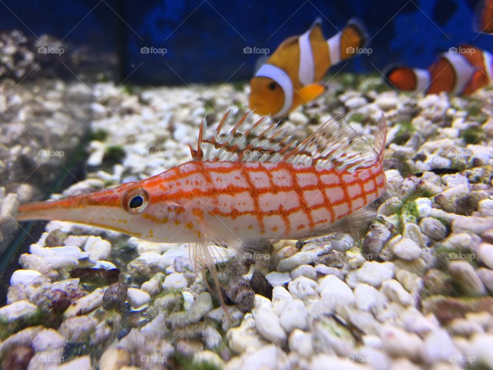 Underwater beauty fish 