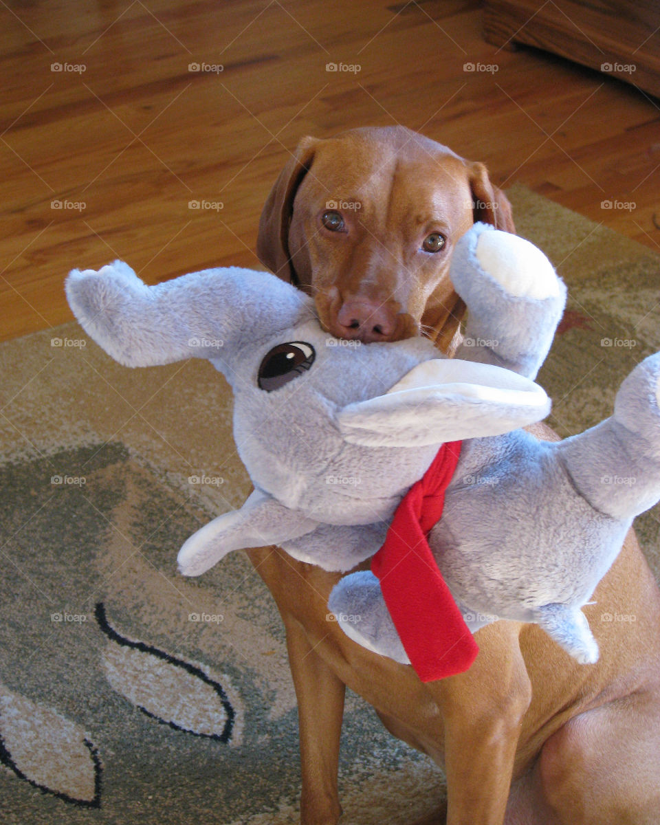 She loves her stuffed animals 