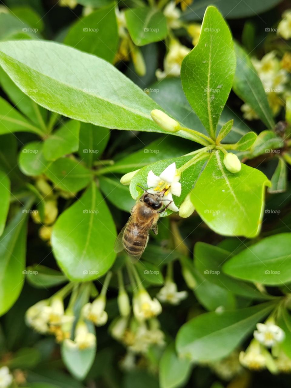 A bee pollinates a flower