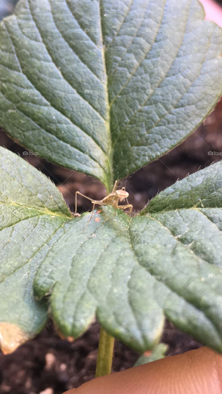 Praying mantis on a strawberry leaf