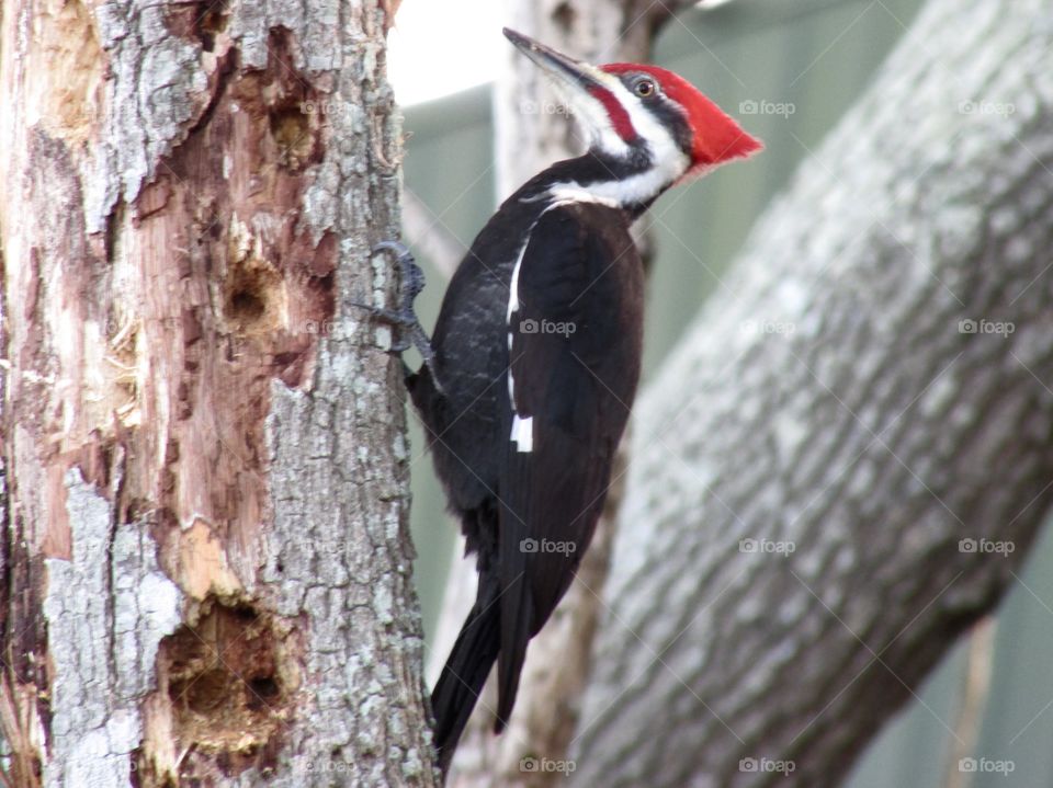 A woodpecker pecking the wood.