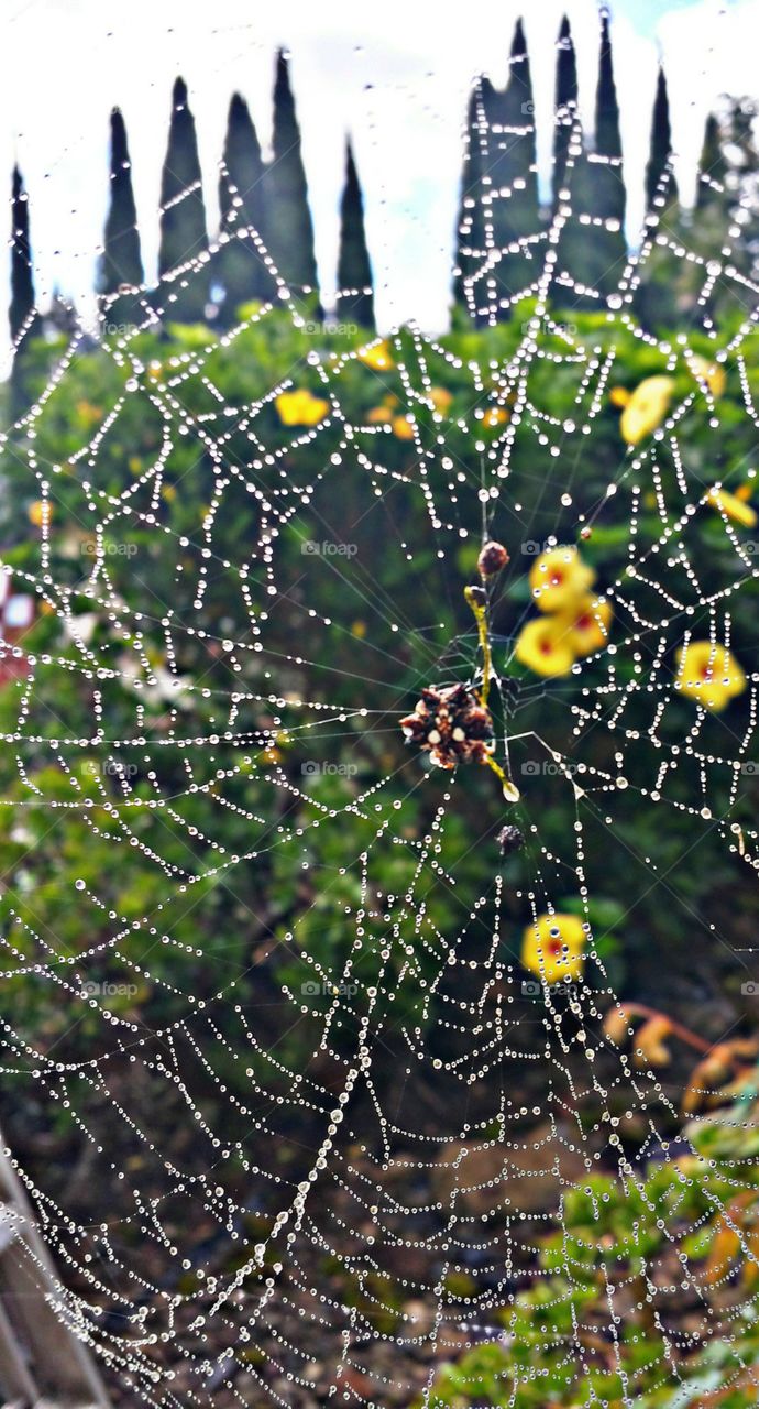Spider web. Spider web