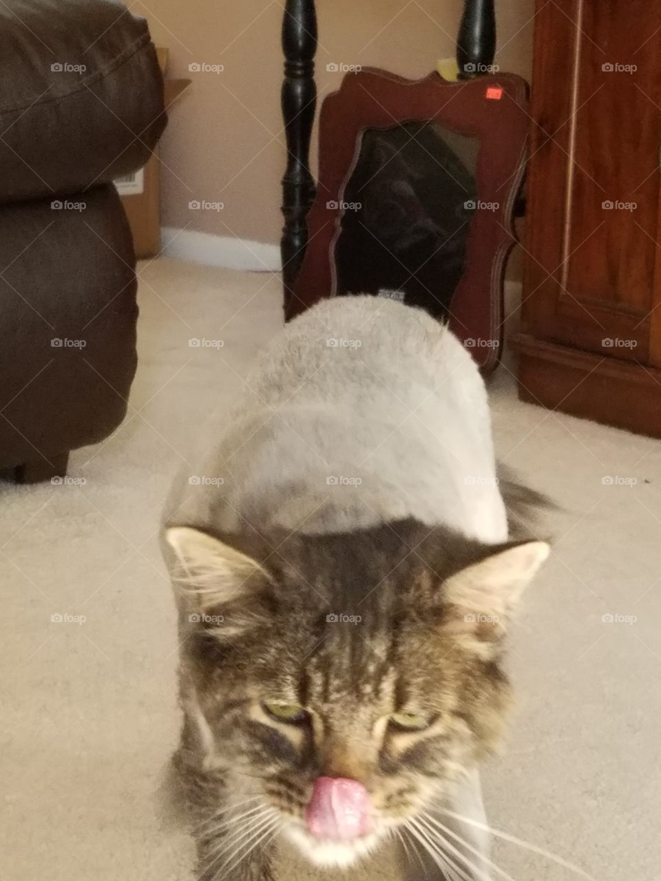 Shaved cat
