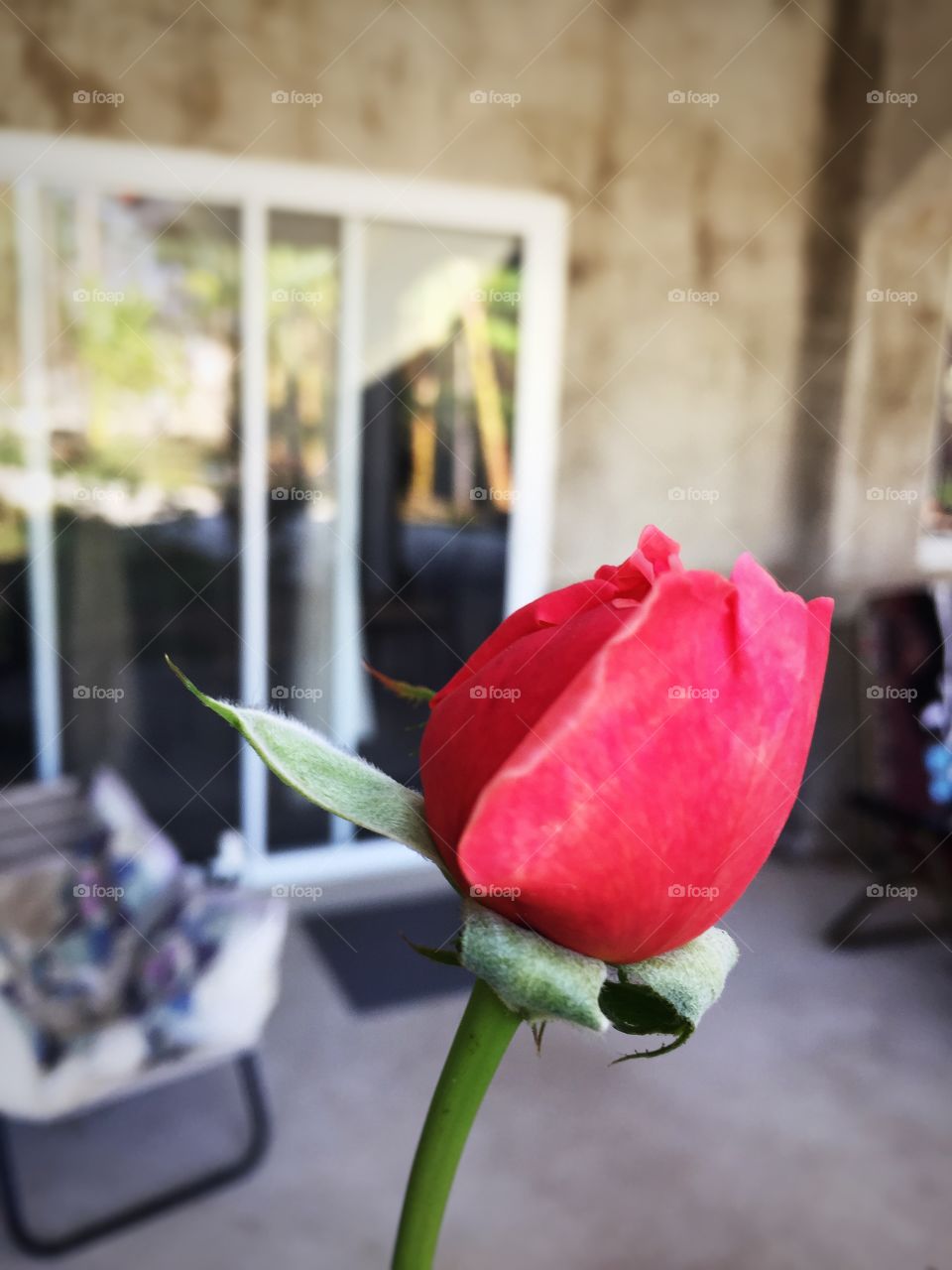 Rose in my garden 