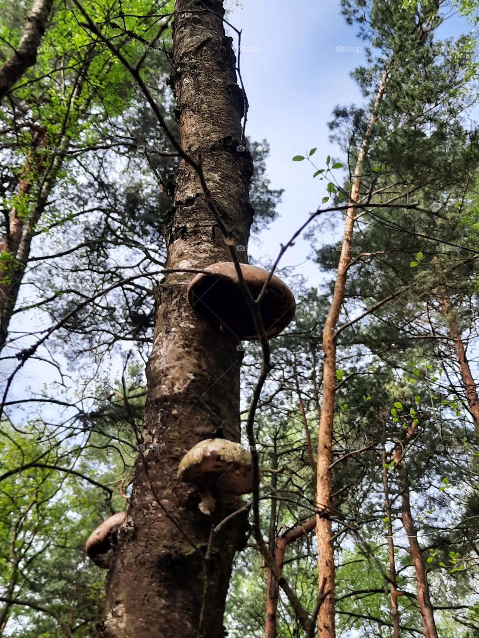 fungai on a dead tree in the forest