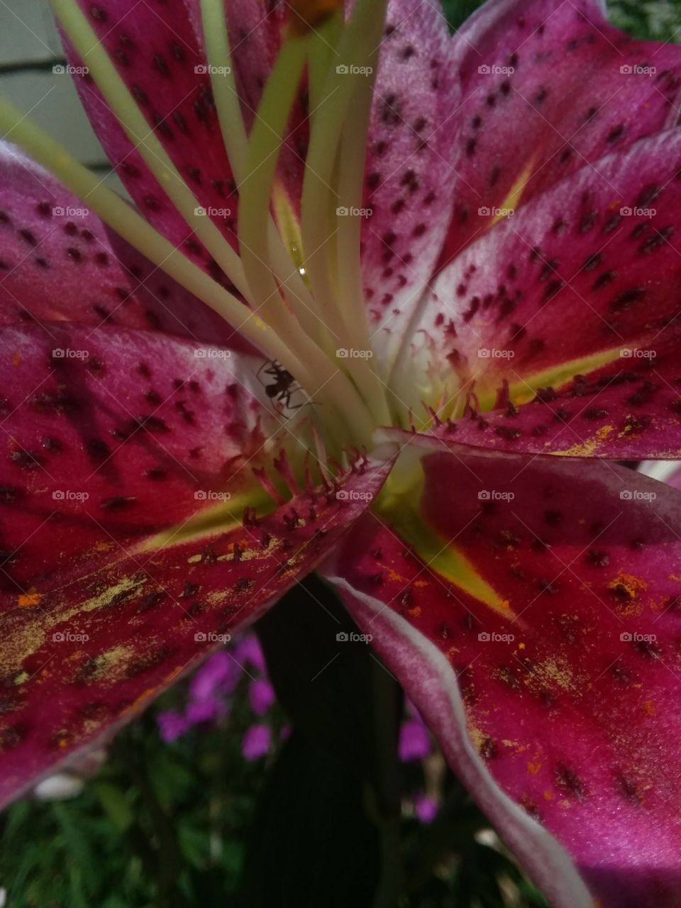 Inside the Lily is an Ant