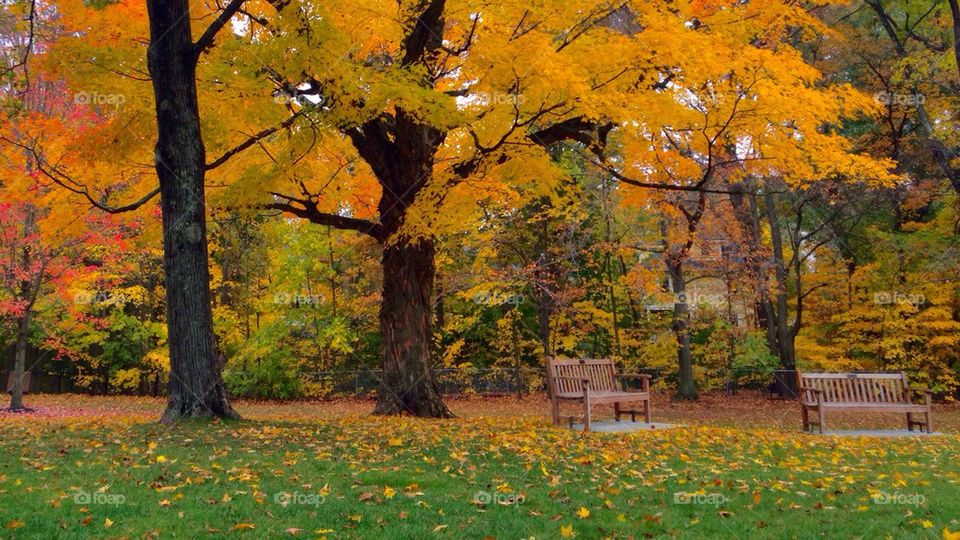 Park in fall