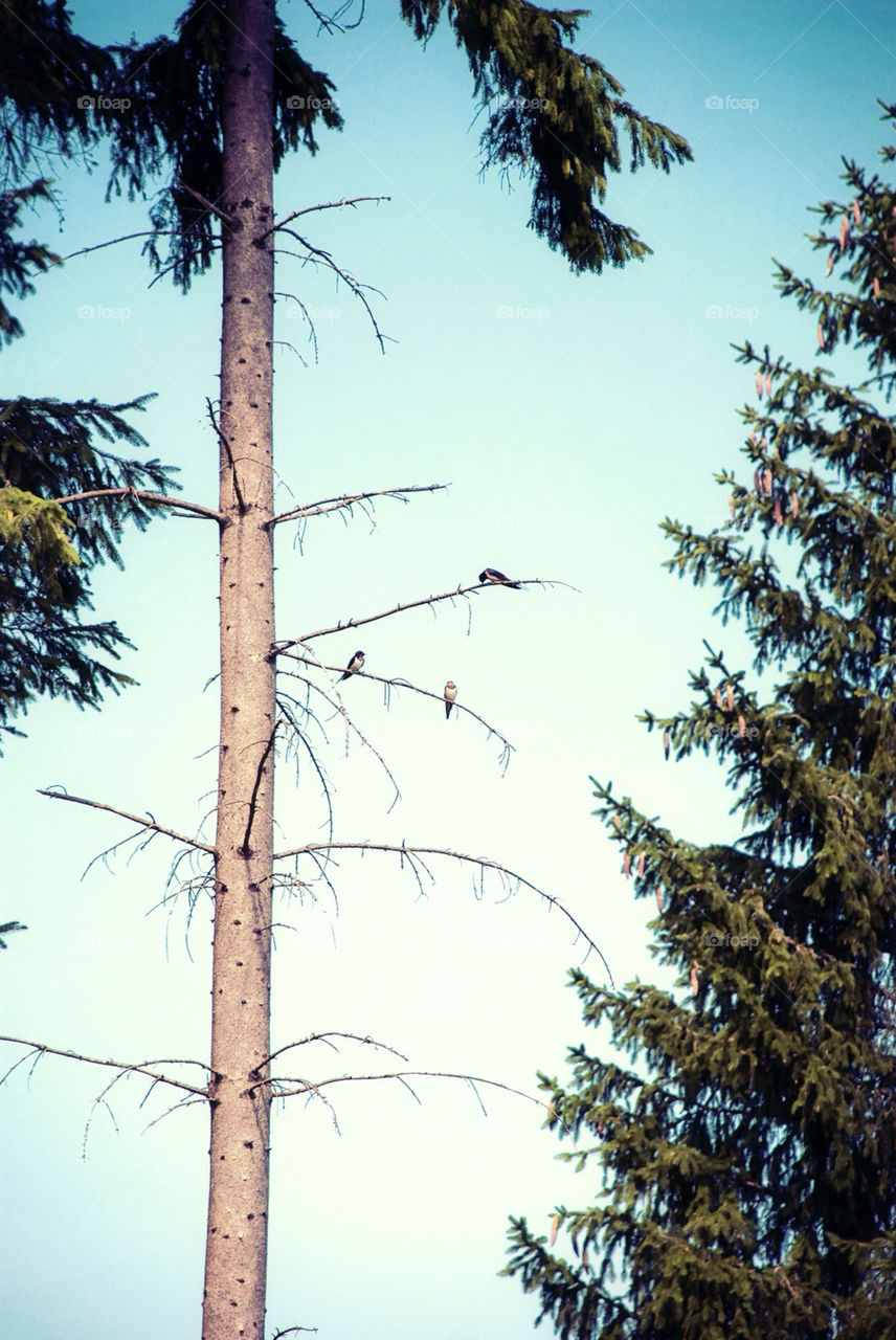 nature tree birds forest by jbdc