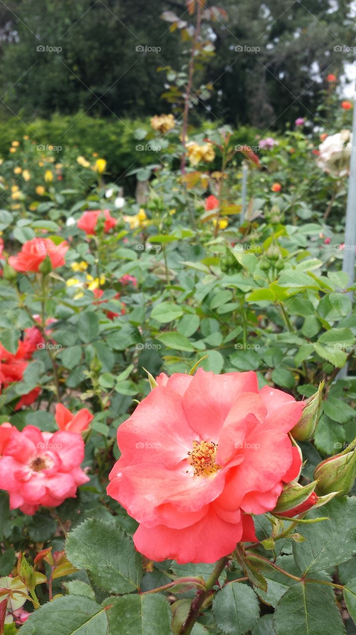 red flowers in garden