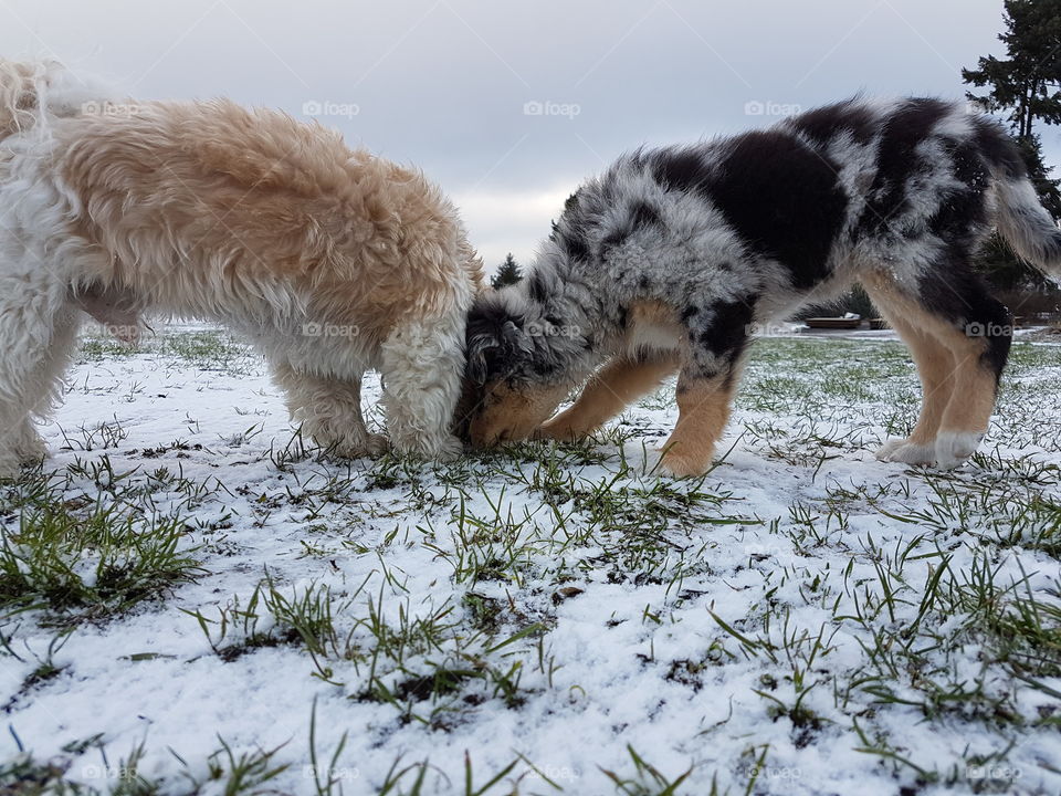 Two dogs on a snowing winter day smell something interesting in a field . It seems the puppy is friends with the older dog.