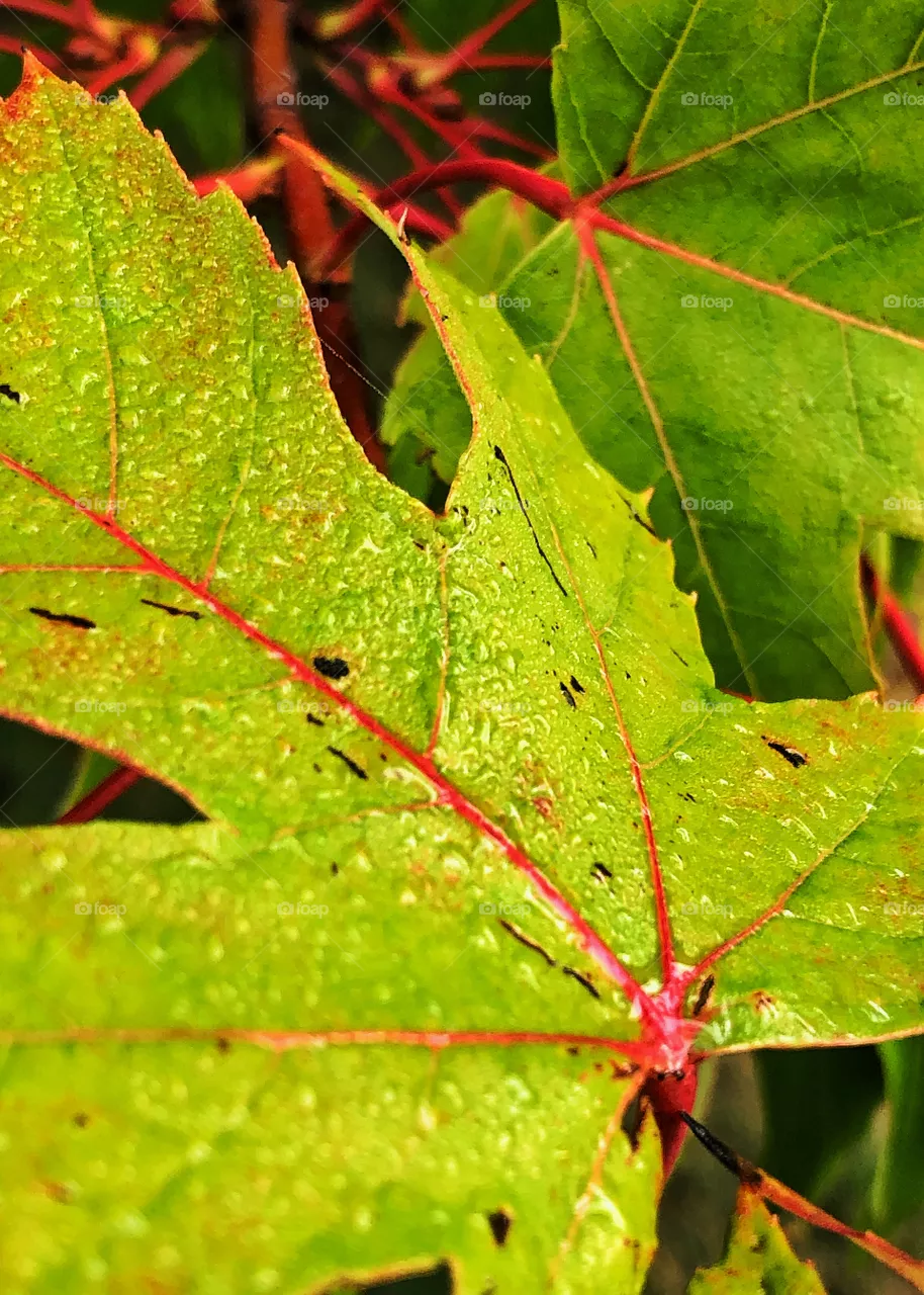 Changing Colors