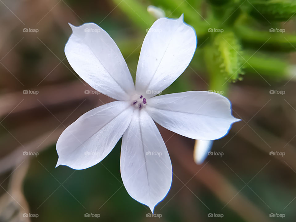 Plumbago zeylanica wild white flower on a natural background