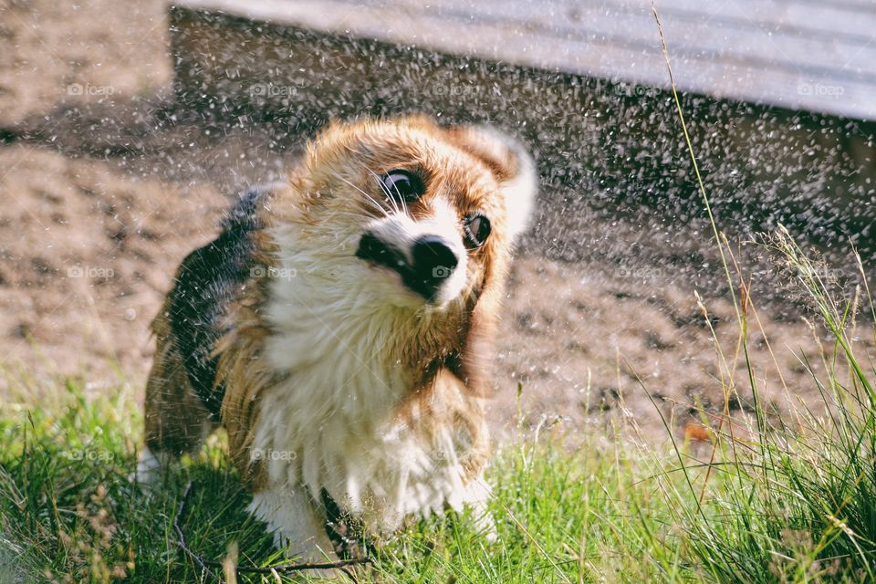 A cute wet dog shaking off the water