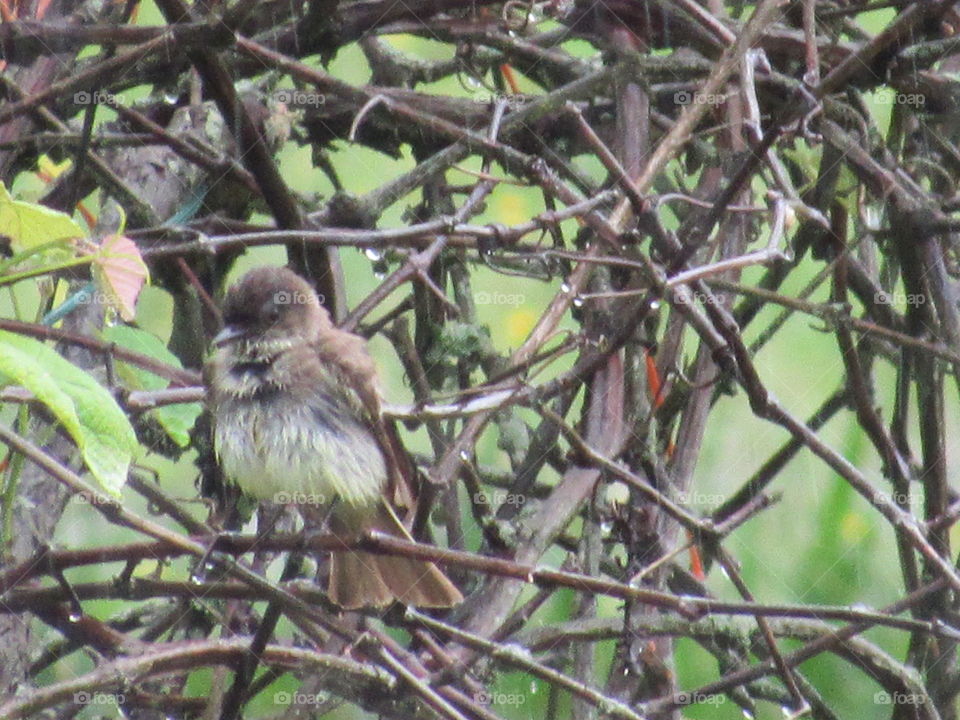 Bird, Wildlife, Nature, Tree, Outdoors