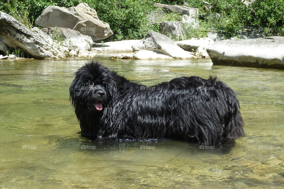 Dog in the river