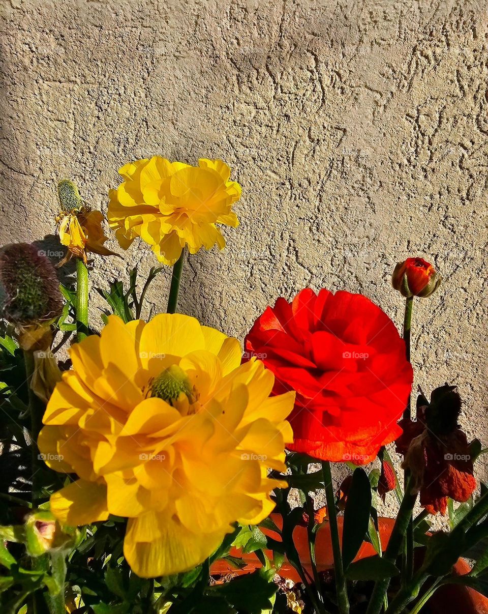 The exquisite beauty of the Persian Buttercup in full bloom shows off the layers of delicate petals,  nature's work of art.