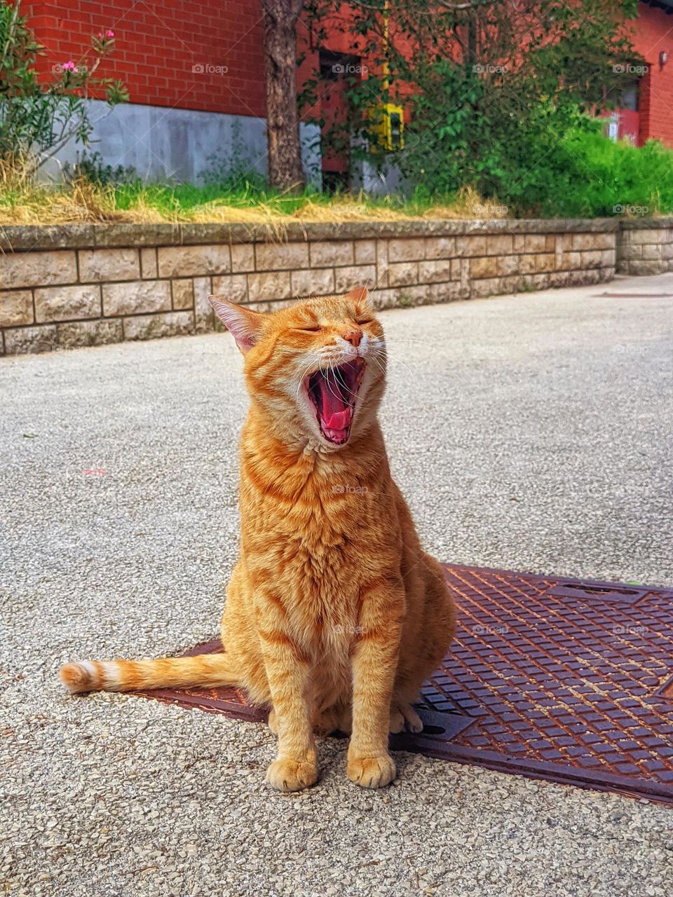 Portrait of redhead cute cat outdoor close up. Yawning cat, kitty. Pets. Animals.