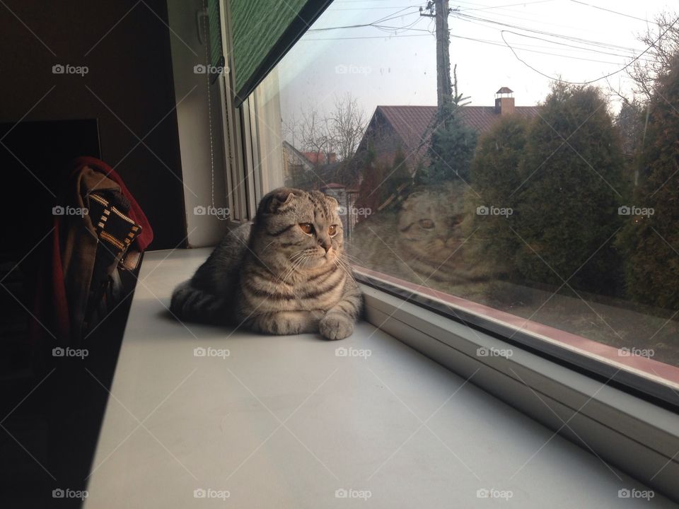 Sad cat at the window 