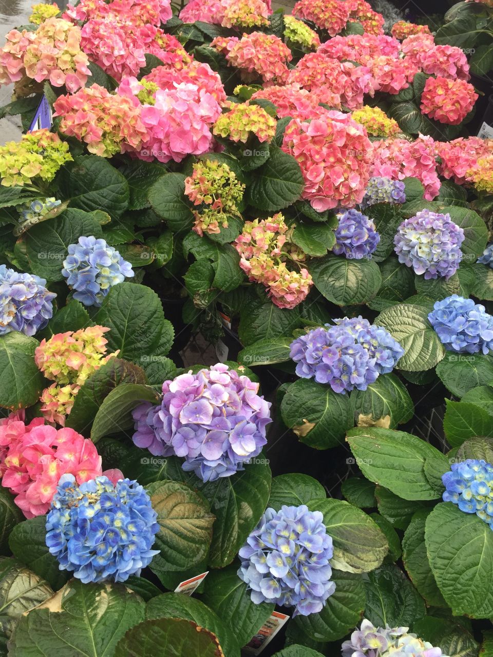 Hydrangeas 