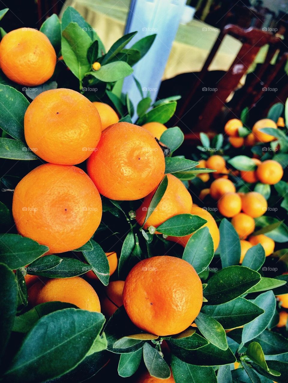 Oranges 