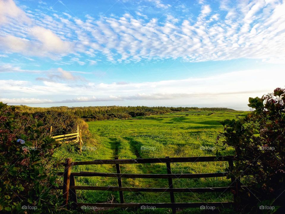 Green field, Açores, Portugal