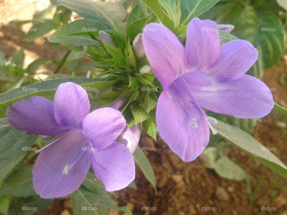 december month flora