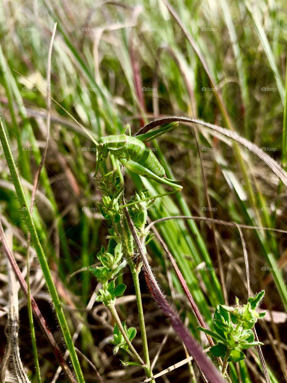 grasshopper in the grass