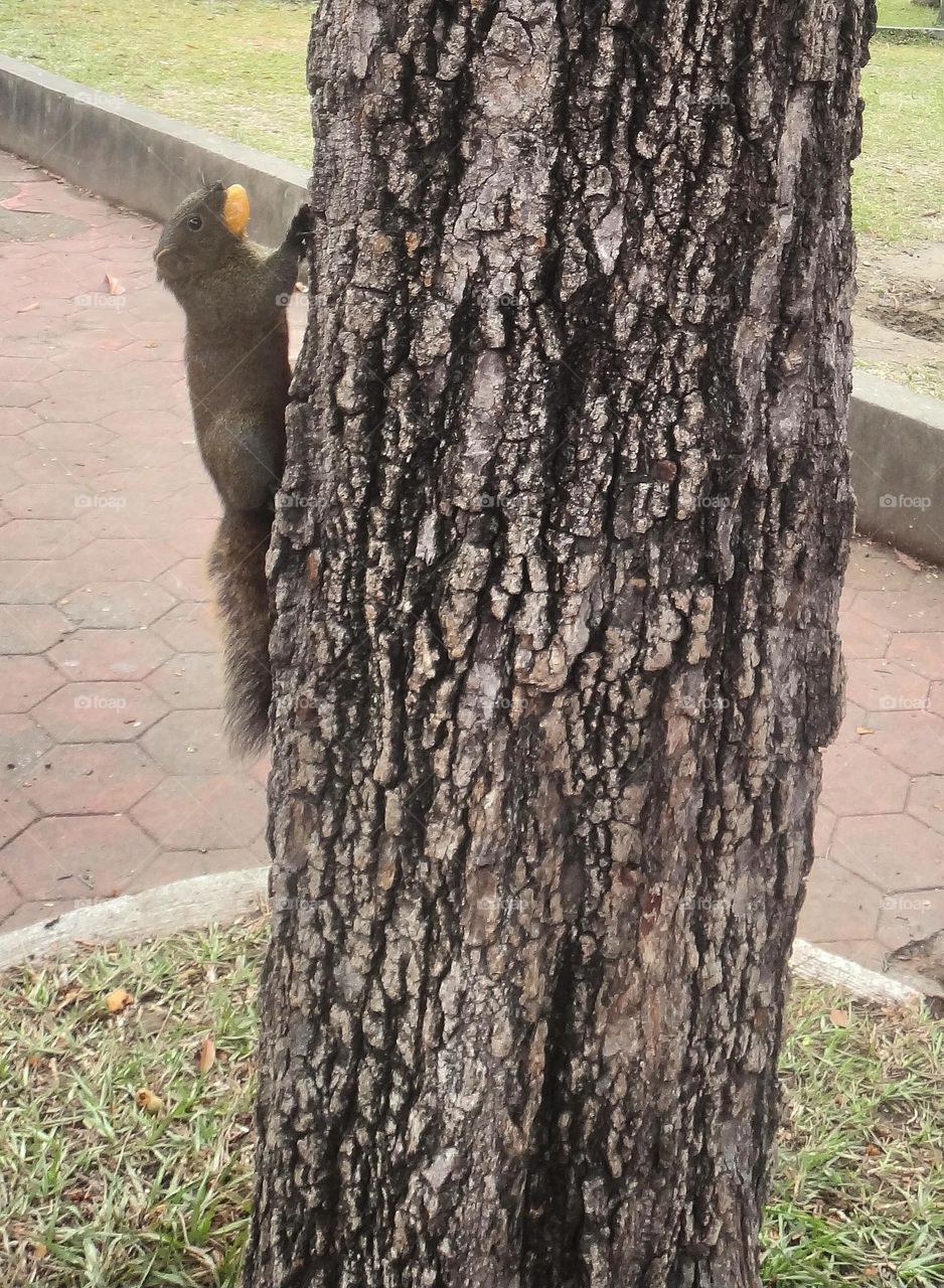 A squirrel carrying food crawls on a tree trunk