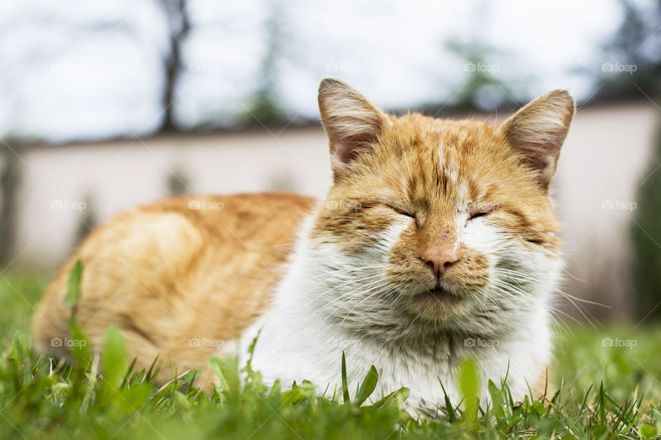 cat with closed eyes