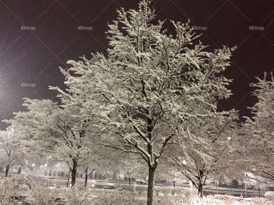 Winter Trees