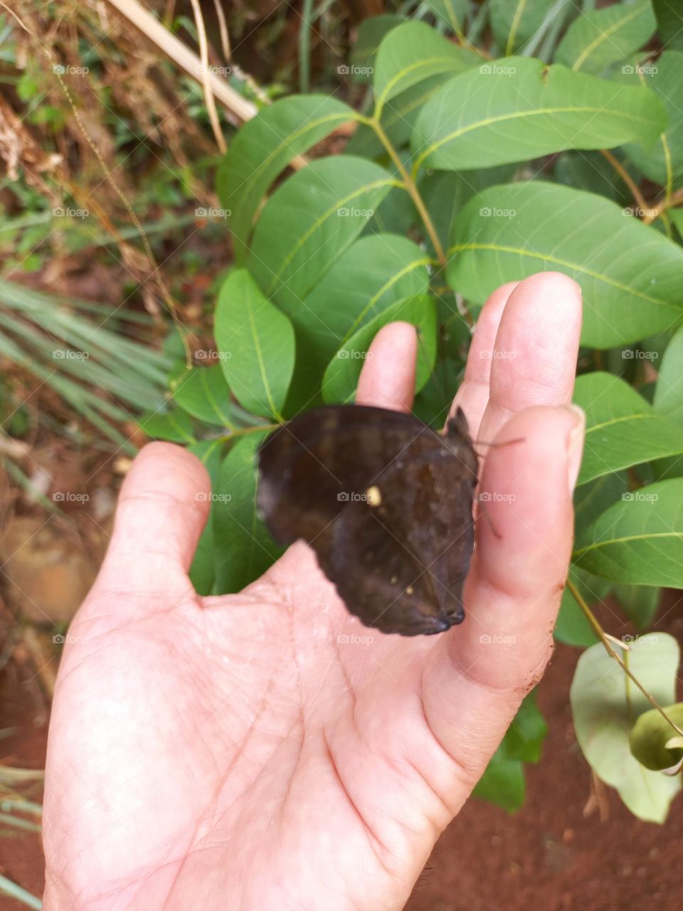 Beautiful butterfly perched on the fingers