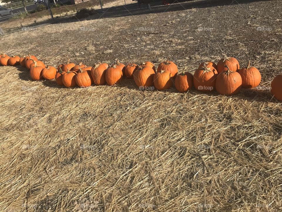 A row of Bright orange pumpkins at the pumpkin patch. The beauty of the fall season in October. USA, America 