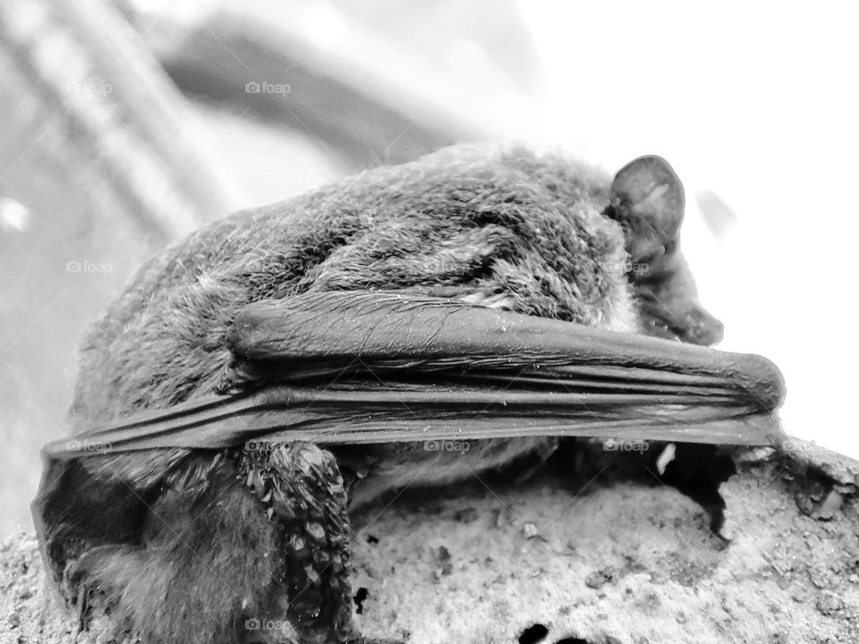Nathusius's pipistrelle, Animal
