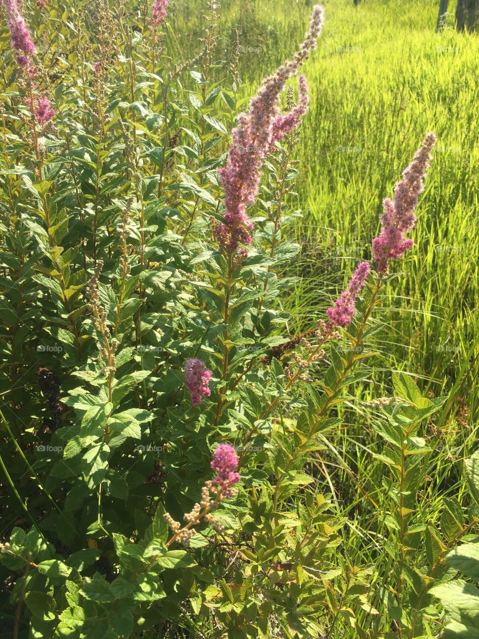 Steeple bush or meadowsweet 