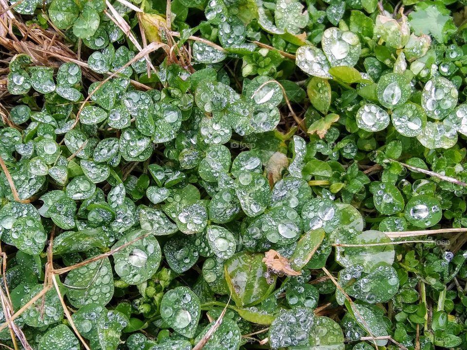 wet clover