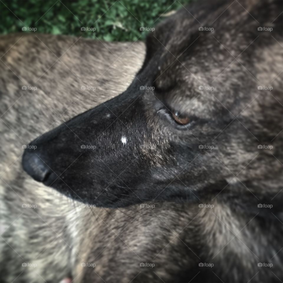 Closeup on dog side view 