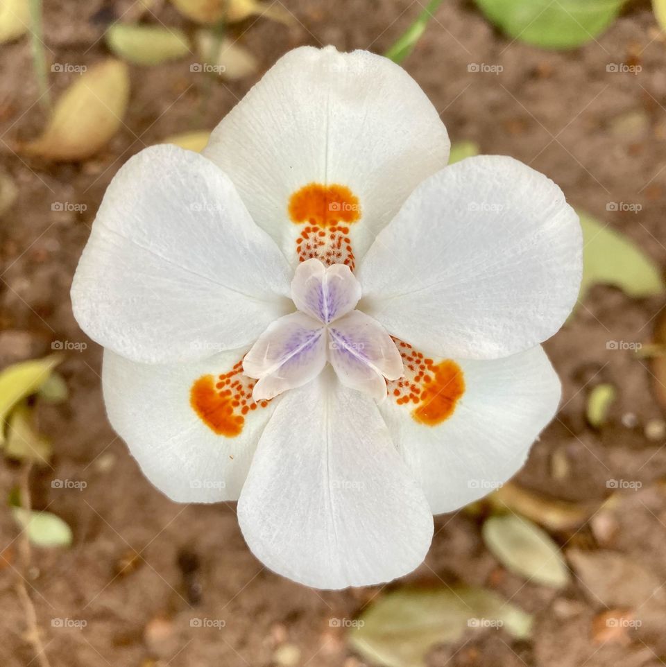 🌹 🇺🇸 Very beautiful flowers to brighten our day.  Live nature and its beauty. Did you like the delicate petals? / 🇧🇷 Flores muito bonitas para alegrar nosso dia. Viva a natureza e sua beleza. Gostaram das pétalas delicadas? 