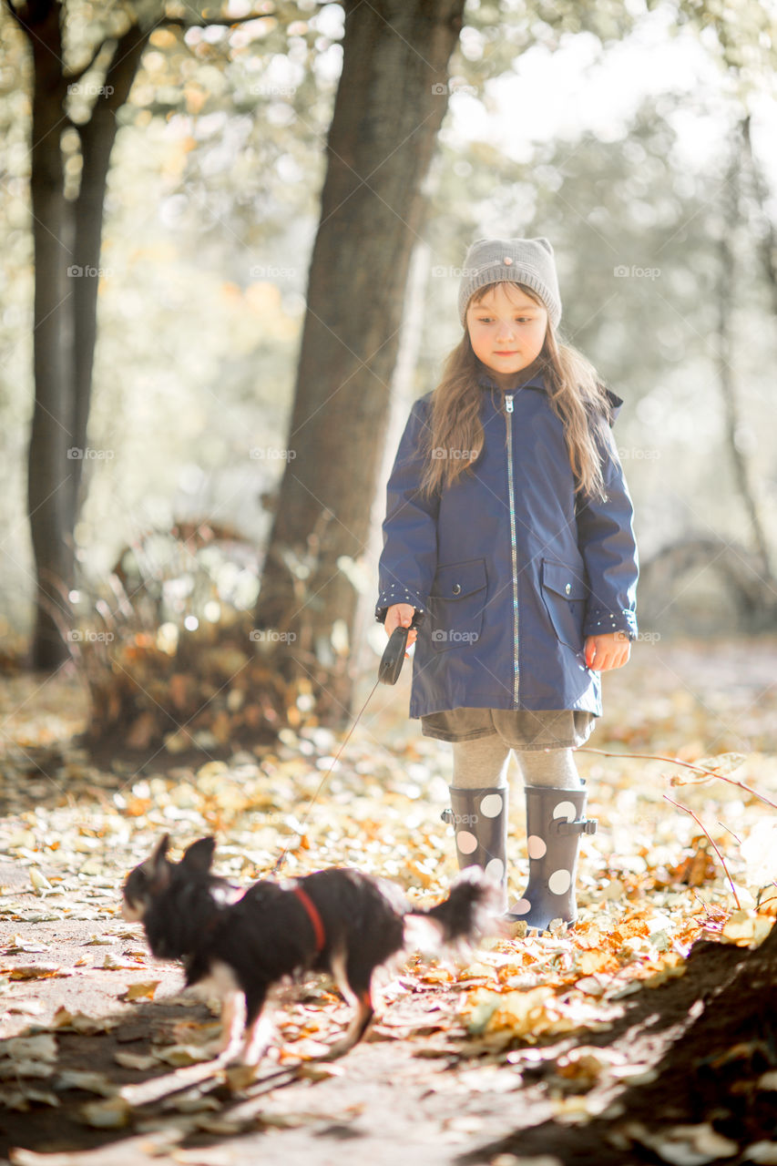 Little girl in waterproof boots walking with chihuahua dog 