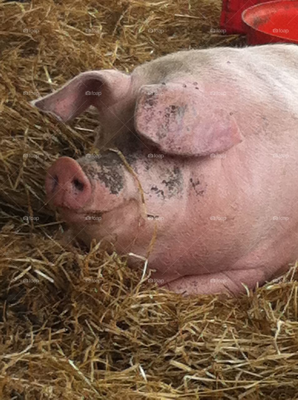 Mummy pig has just had her piglets, so she is lying down ready for their feed