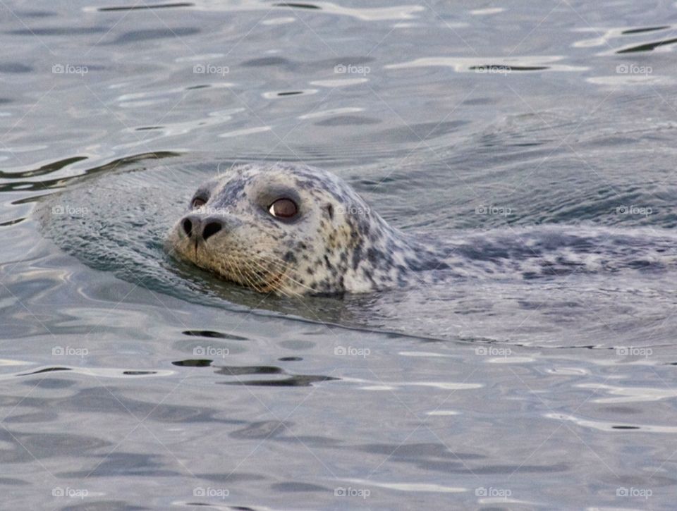 Smiling harbor seal