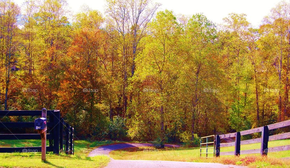 Driveway down a country road