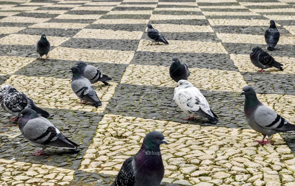 Pigeons on chequered, cobblestones pavement