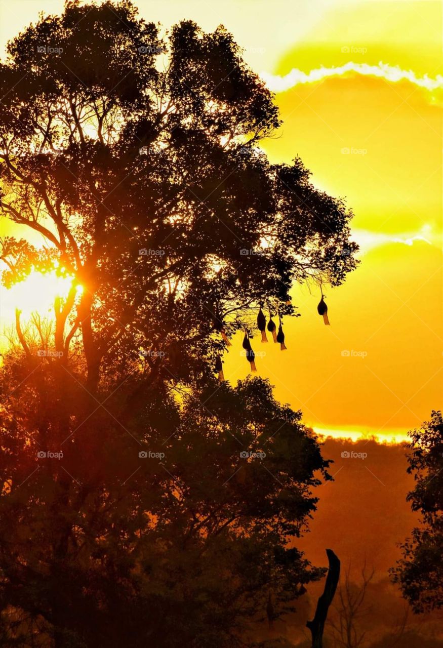 Birds Nests in a Sunset
