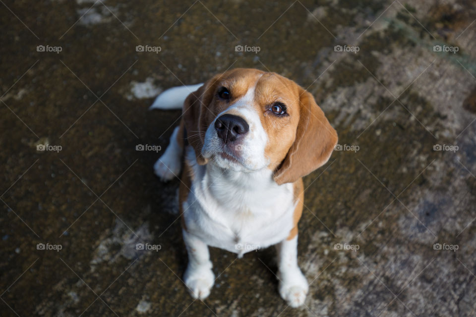 Cute beagle dog looking for something above while sitting on the ground 