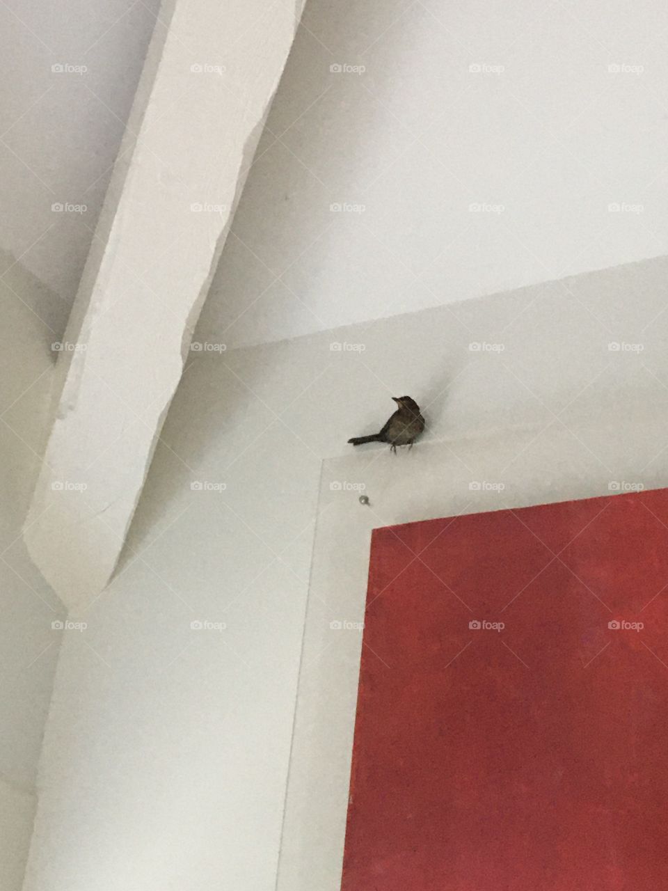 Curious young blackbird visiting the house