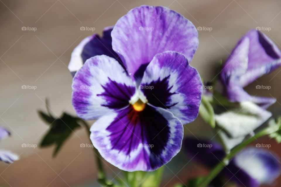 Purple pansy Closeup 