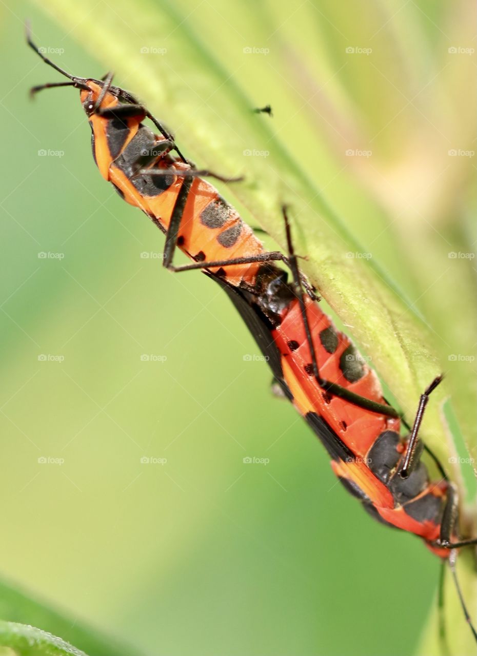 Mating milkweed bugs