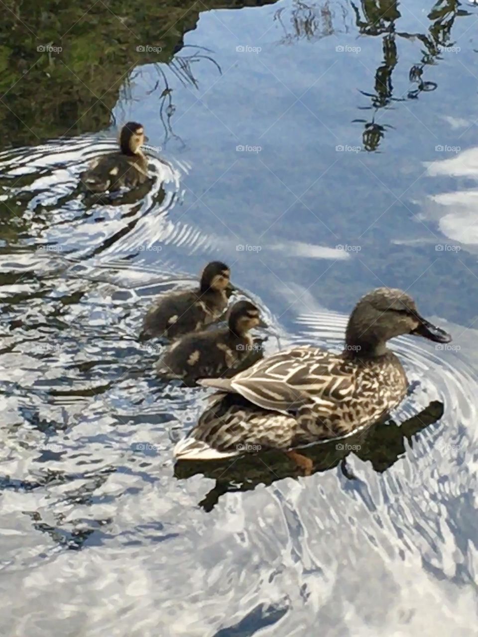 A mother mallard leads her ducklings through the calm waters of Peakshole Water in the Peak District, England. The fluffy ducklings follow close by, creating a heartwarming scene of family unity amidst the serene landscape.