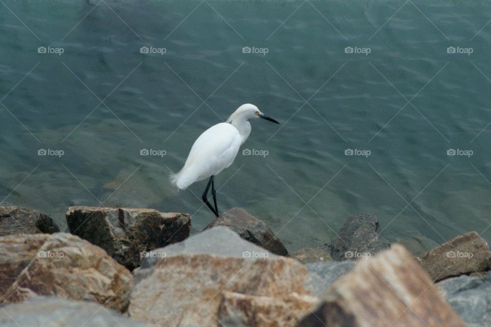 Egret on the rocks