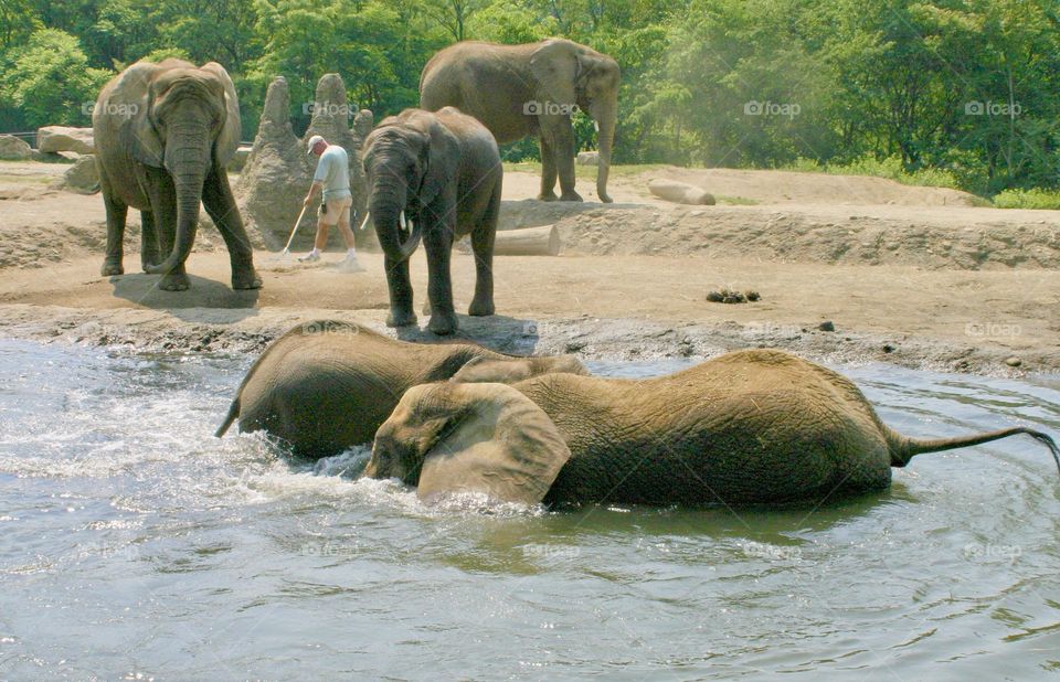 Elephants enjoying a sip in the water 